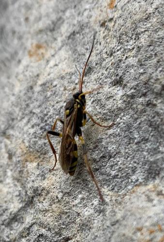 Réf. 290 935 : Amblyteles armatorius